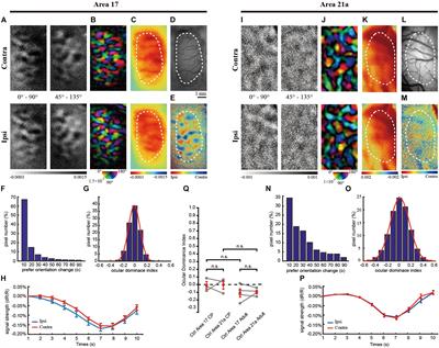 Ocular Dominance Plasticity of Areas 17 and 21a in the Cat